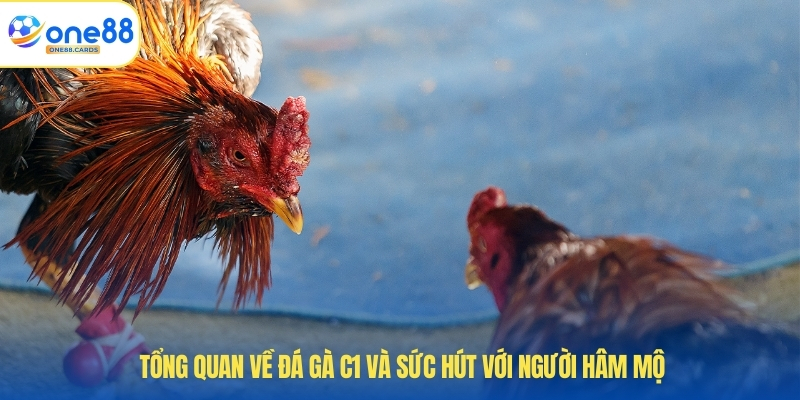 Đá Gà C1 - Bí Quyết Giúp Anh Em Tăng Cơ Hội Thắng Vượt Trội 2 Tổng quan về đá gà C1 và sức hút với người hâm mộ