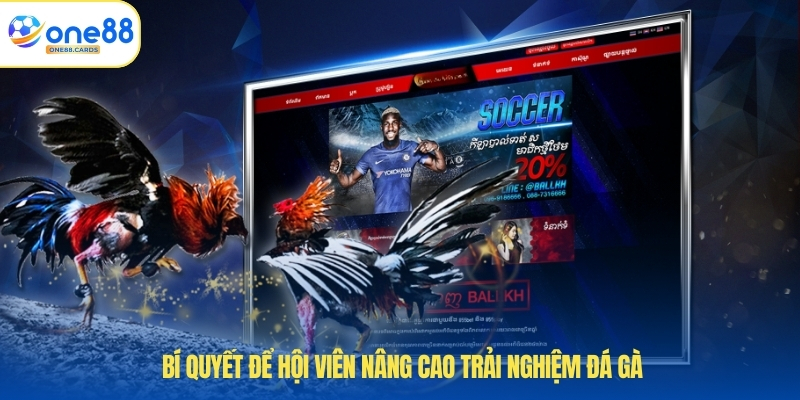 Bí quyết để hội viên nâng cao trải nghiệm đá gà