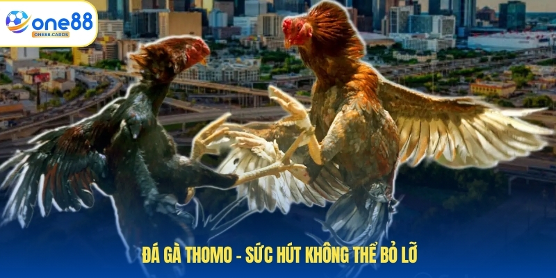 Đá gà Thomo – sức hút không thể bỏ lỡ